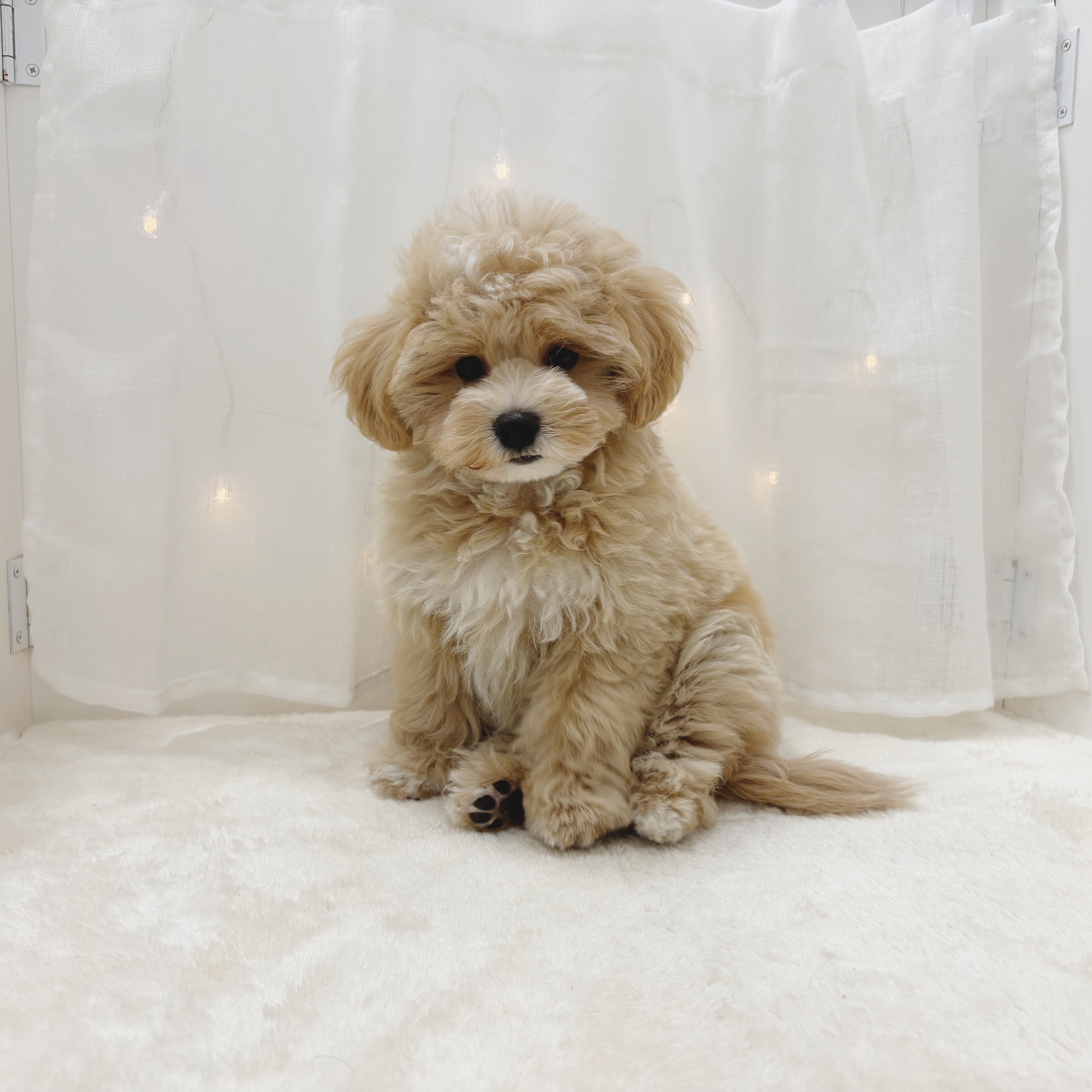千葉県のマルプー(マルチーズ×プードル) (犬の家＆猫の里BIGHOPガーデンモール印西店/2025年6月17日生まれ/男の子/アプリコットホワイト)の子犬の3枚目の画像