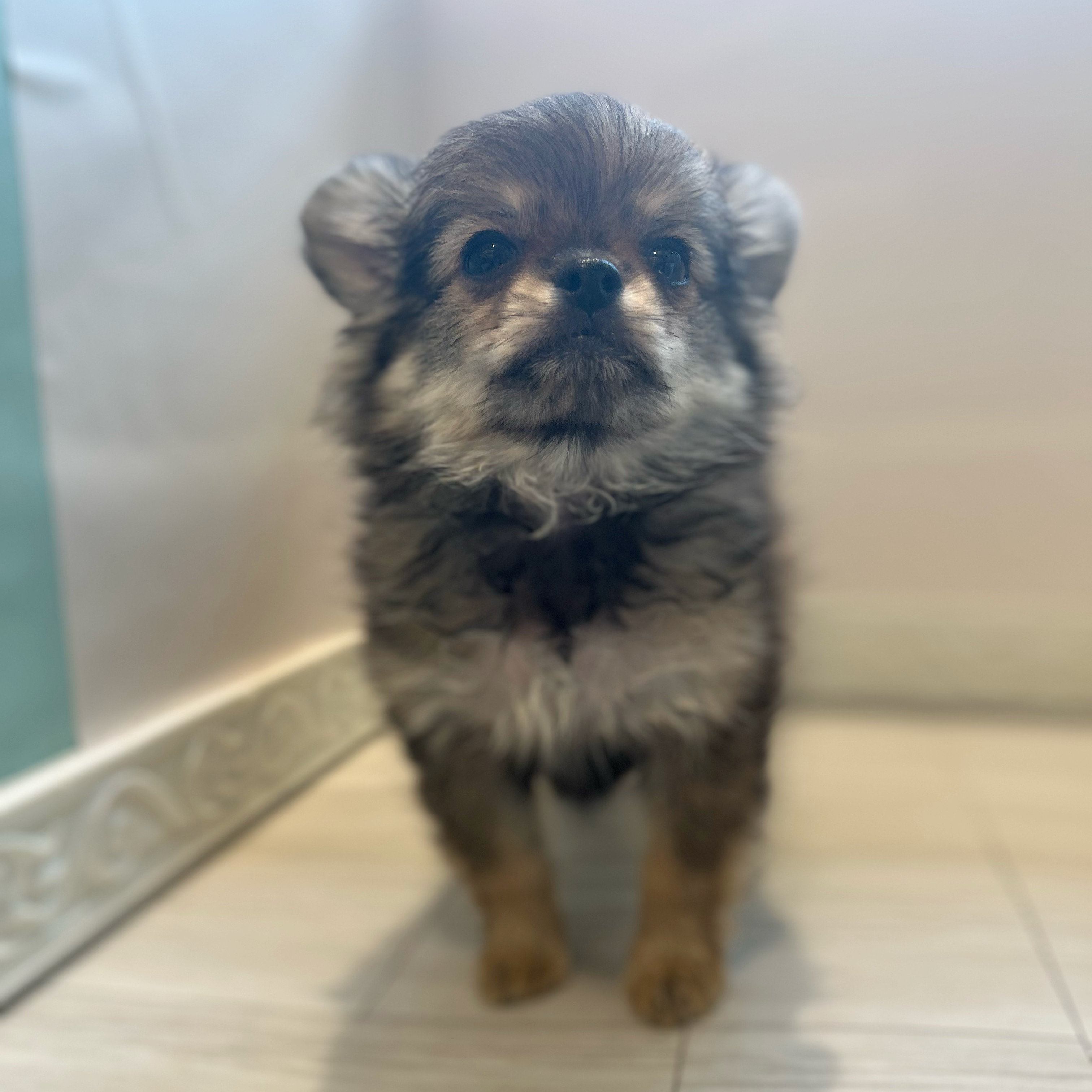 愛知県のポメチワ/チワポメ/ポメチー(ポメラニアン×チワワ) (犬の家＆猫の里春日井本店/2026年1月22日生まれ/女の子/レッド)の子犬の3枚目の画像