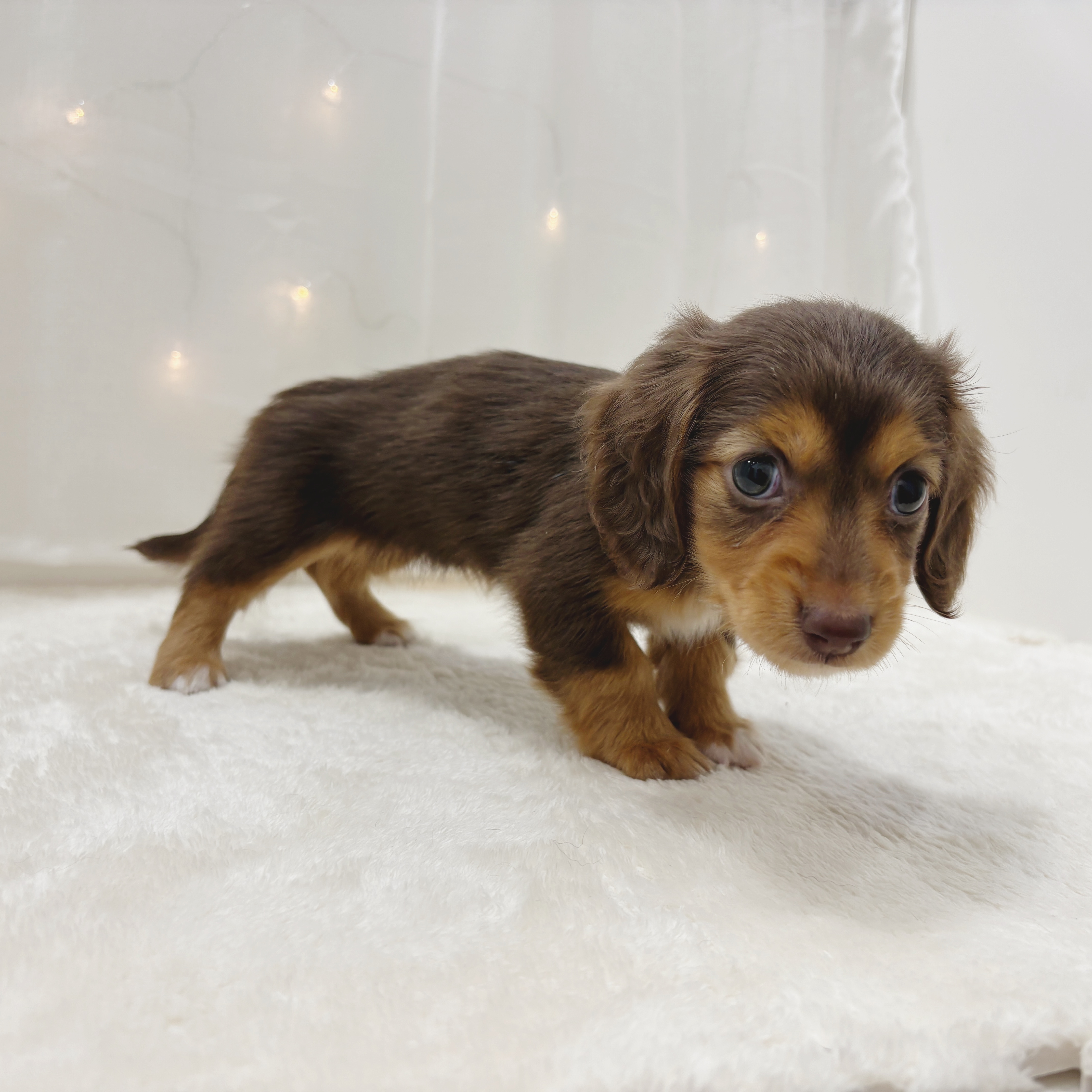 千葉県のミニチュアダックスフンド(ロング) (犬の家＆猫の里BIGHOPガーデンモール印西店/2025年8月26日生まれ/女の子/チョコレートタン)の子犬の3枚目の画像