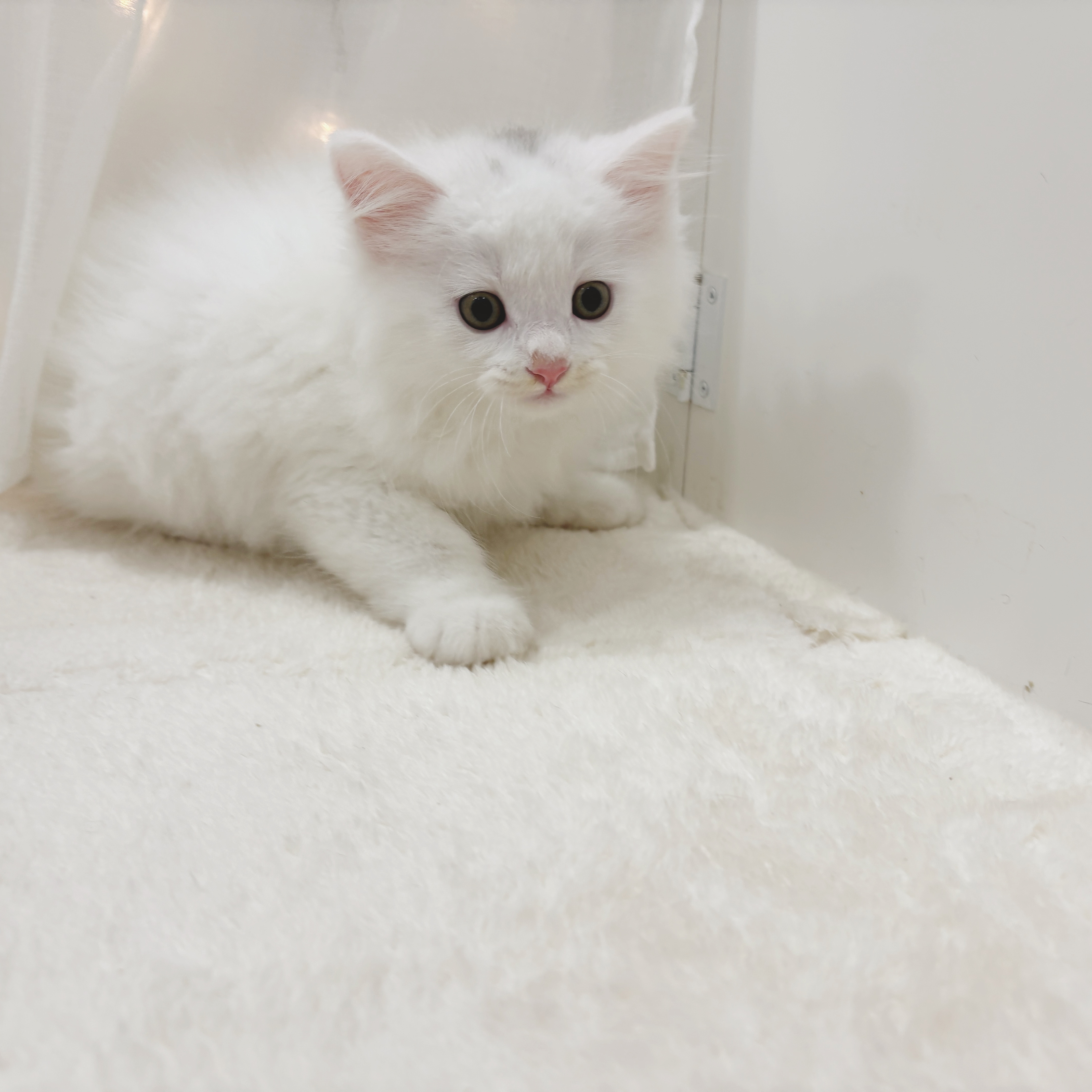千葉県のマンチカン (犬の家＆猫の里BIGHOPガーデンモール印西店/2025年7月1日生まれ/男の子/ホワイト)の子猫の3枚目の画像