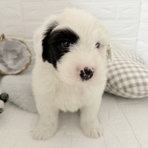 愛知県のオールドイングリッシュシープドッグ (犬の家＆猫の里豊川インター店/2025年11月2日生まれ/男の子/グレーホワイト)の子犬の3枚目の画像