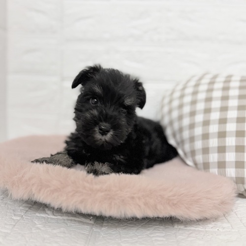 愛知県のミニチュアシュナウザー (犬の家＆猫の里豊川インター店/2025年9月28日生まれ/女の子/ブラックシルバー)の子犬の3枚目の画像