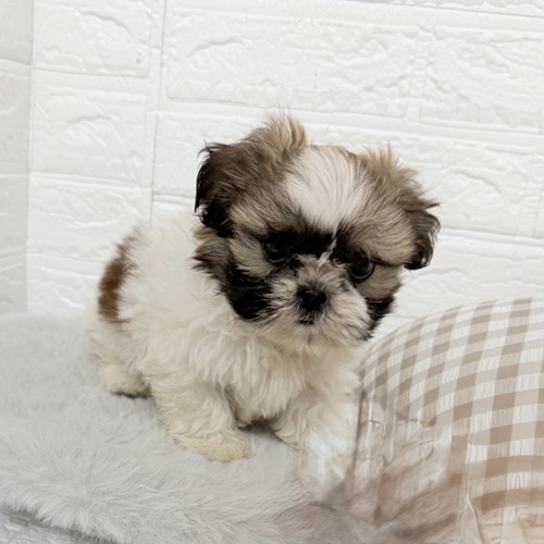 愛知県のシーズー (犬の家＆猫の里豊川インター店/2025年9月28日生まれ/男の子/ゴールドホワイト)の子犬の1枚目の画像