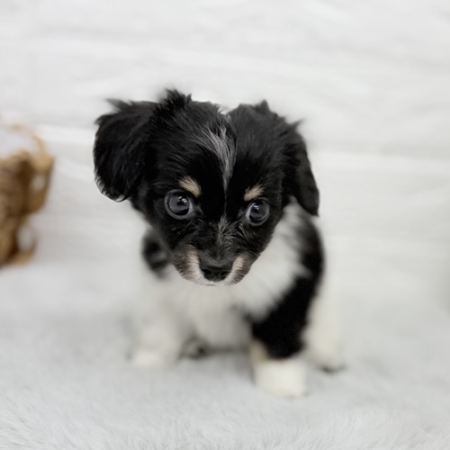 愛知県のチワックス(チワワ×ダックス) (犬の家＆猫の里豊川インター店/2025年10月12日生まれ/男の子/ブラックタンパイボールド)の子犬の3枚目の画像