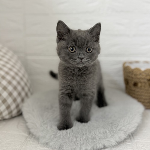 愛知県のブリティッシュショートヘアー (犬の家＆猫の里豊川インター店/2025年10月9日生まれ/男の子/ブルー)の子猫の3枚目の画像