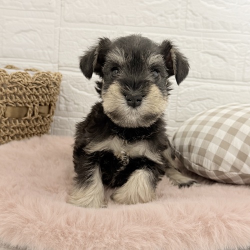 愛知県のミニチュアシュナウザー (犬の家＆猫の里豊川インター店/2025年11月1日生まれ/女の子/ソルトペッパー)の子犬の3枚目の画像