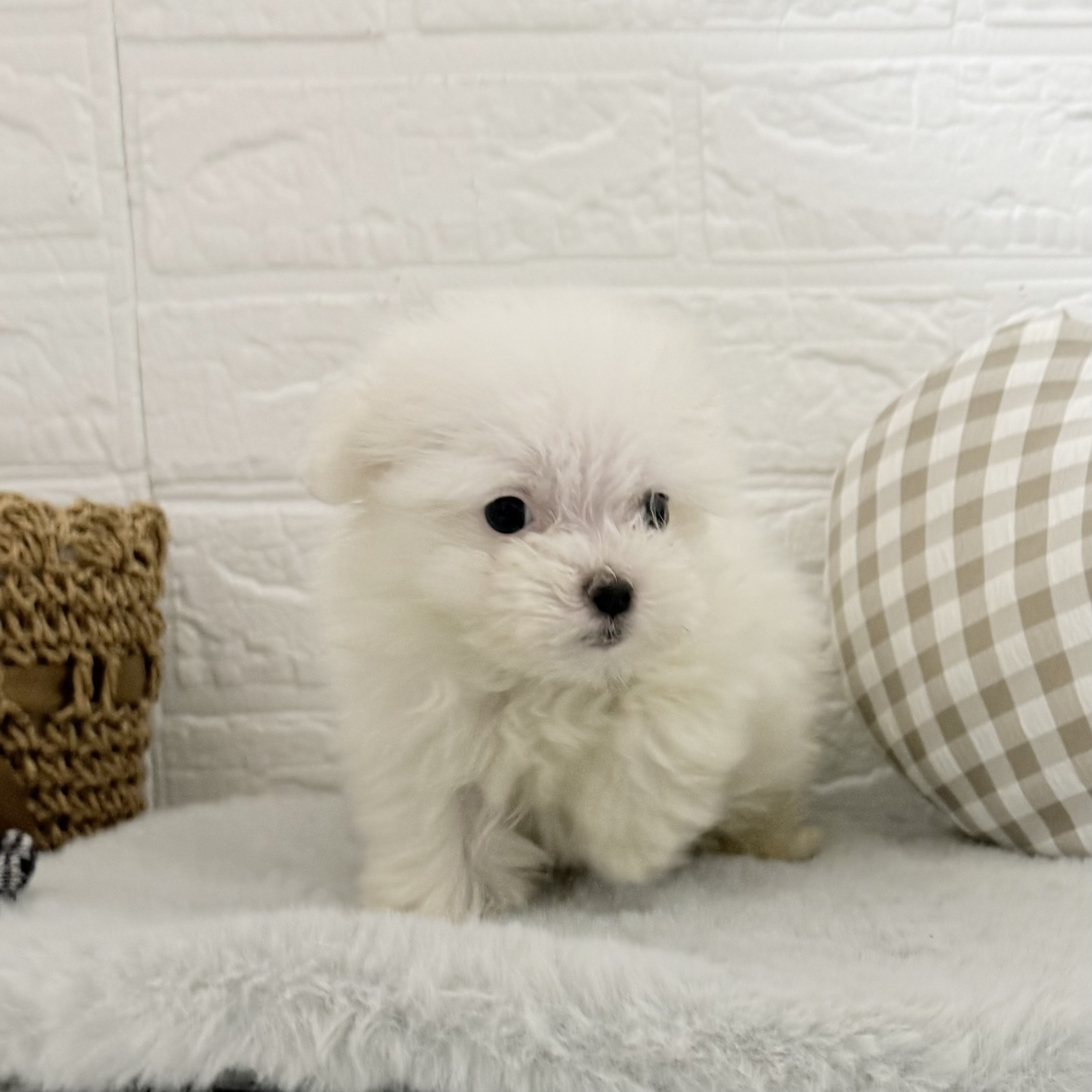 愛知県のポメマル/マルポメ(ポメラニアン×マルチーズ) (犬の家＆猫の里豊川インター店/2025年11月2日生まれ/男の子/クリーム)の子犬の3枚目の画像