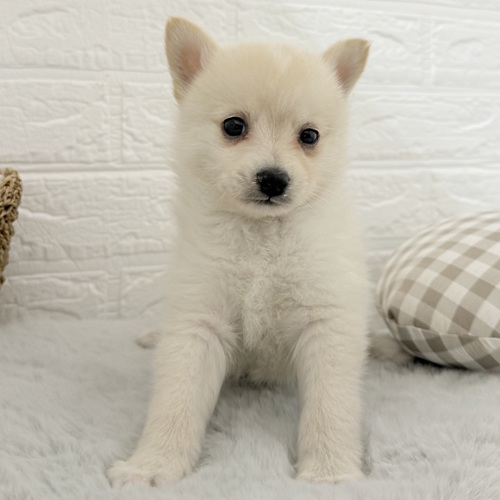 愛知県のポメ柴/豆ポメ/ポメ豆柴(ポメラニアン×柴犬) (犬の家＆猫の里豊川インター店/2025年11月2日生まれ/男の子/白)の子犬の3枚目の画像