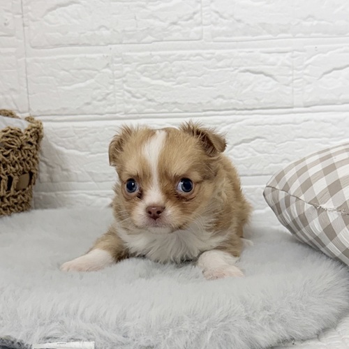 愛知県のチワワ(ロング) (犬の家＆猫の里豊川インター店/2025年11月30日生まれ/男の子/レッドホワイト)の子犬の3枚目の画像