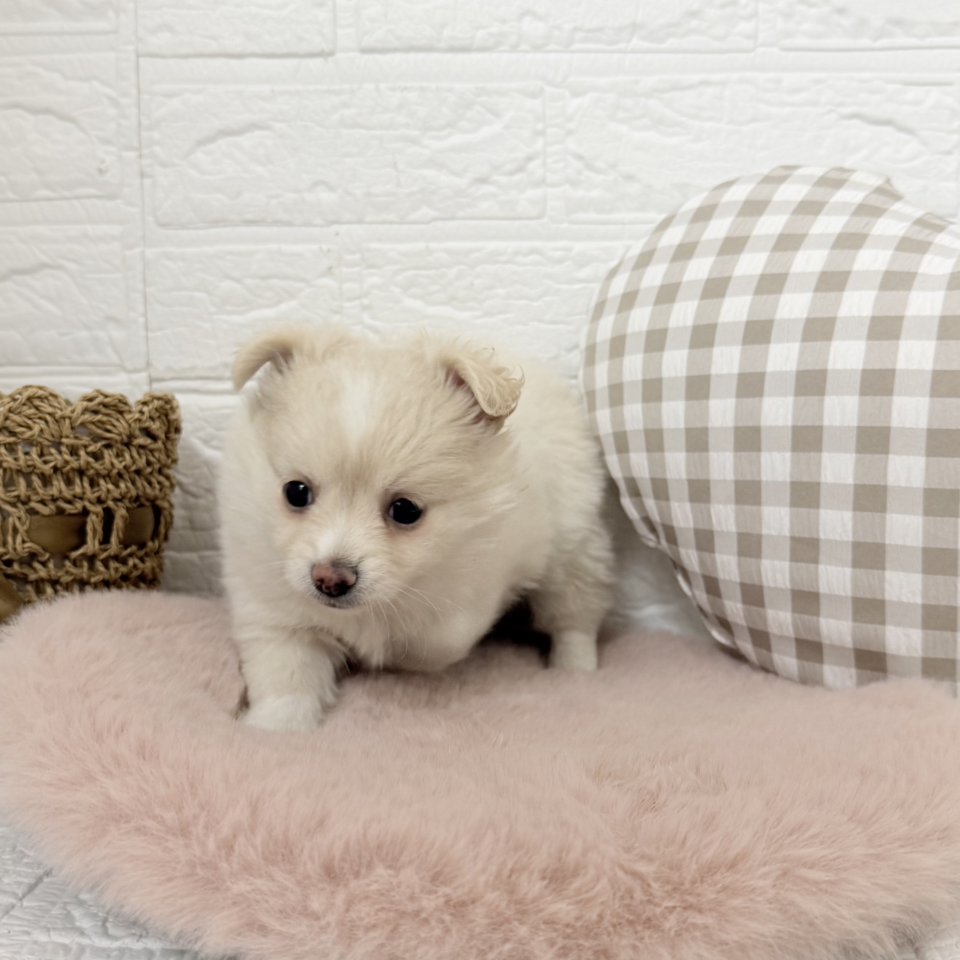 愛知県のポメチワ/チワポメ/ポメチー(ポメラニアン×チワワ) (犬の家＆猫の里豊川インター店/2025年11月30日生まれ/女の子/クリーム)の子犬の3枚目の画像