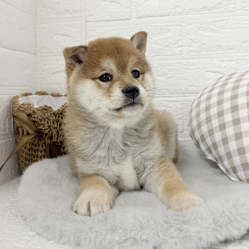 愛知県の柴犬(標準サイズ) (犬の家＆猫の里豊川インター店/2025年12月2日生まれ/男の子/赤)の子犬の3枚目の画像