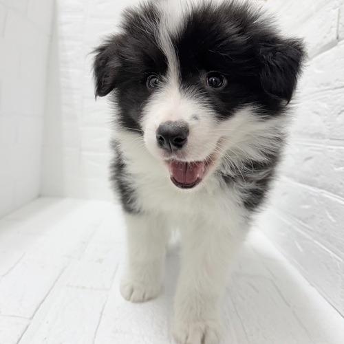 愛知県のボーダーコリー (犬の家＆猫の里豊川インター店/2025年12月13日生まれ/男の子/ブラックホワイト)の子犬の3枚目の画像