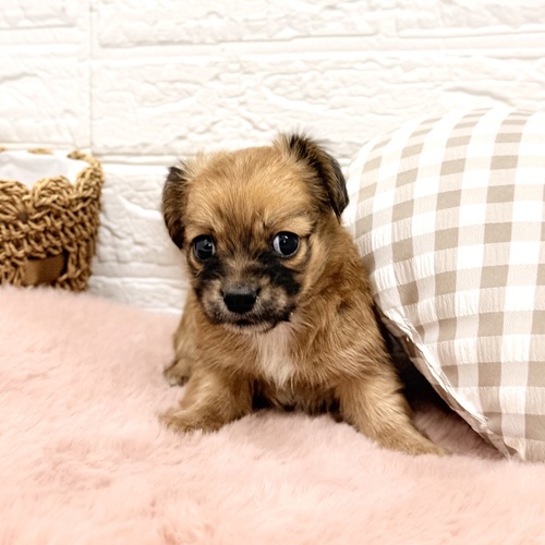 愛知県のチワックス(チワワ×ダックス) (犬の家＆猫の里豊川インター店/2026年1月19日生まれ/女の子/レッド)の子犬の3枚目の画像
