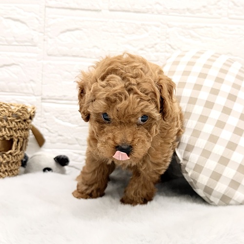 愛知県のトイプードル(トイ) (犬の家＆猫の里豊川インター店/2026年1月20日生まれ/男の子/レッド)の子犬の3枚目の画像