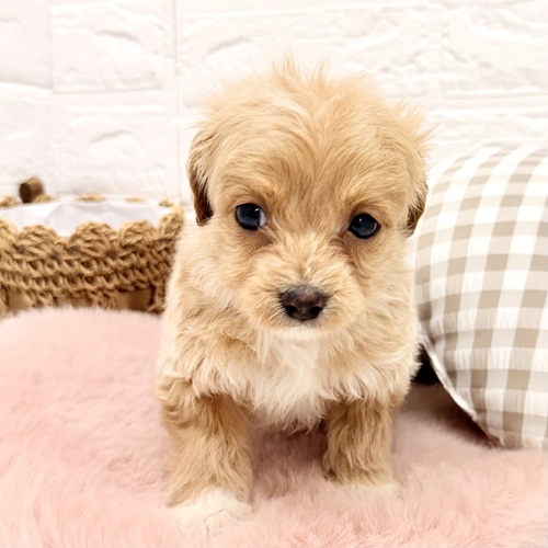 愛知県のチワプー/プーチー(チワワ×プードル) (犬の家＆猫の里豊川インター店/2026年1月19日生まれ/女の子/アプリコットホワイト)の子犬の3枚目の画像