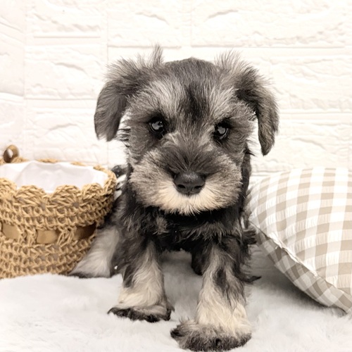 愛知県のミニチュアシュナウザー (犬の家＆猫の里豊川インター店/2026年1月15日生まれ/男の子/ソルトペッパー)の子犬の3枚目の画像