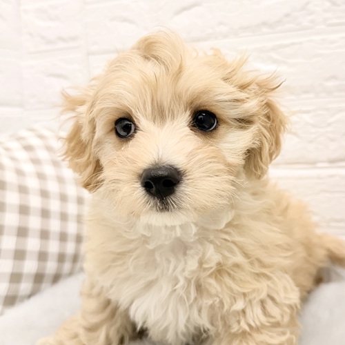 愛知県のマルプー(マルチーズ×プードル) (犬の家＆猫の里豊川インター店/2026年2月5日生まれ/男の子/アプリコットホワイト)の子犬の3枚目の画像