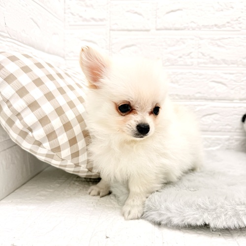 愛知県のポメチワ/チワポメ/ポメチー(ポメラニアン×チワワ) (犬の家＆猫の里豊川インター店/2026年2月8日生まれ/男の子/クリーム)の子犬の3枚目の画像