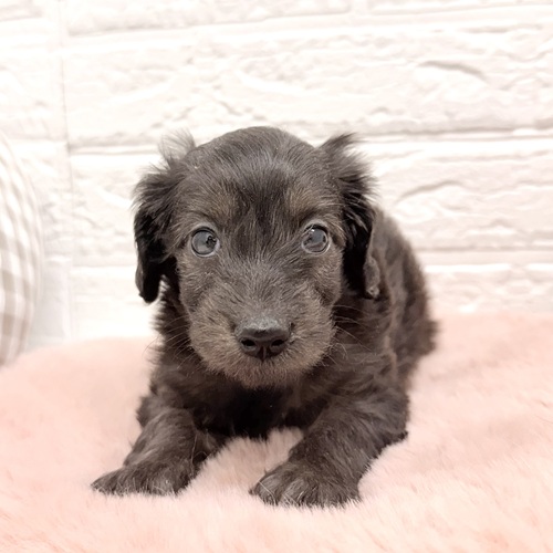 愛知県のダップー(ダックス×プードル) (犬の家＆猫の里豊川インター店/2026年2月9日生まれ/女の子/ブラウン)の子犬の3枚目の画像