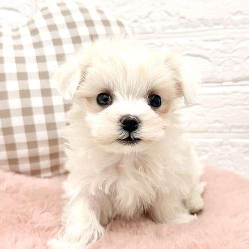 愛知県のマルチーズ (犬の家＆猫の里豊川インター店/2026年2月4日生まれ/女の子/ホワイト)の子犬の3枚目の画像