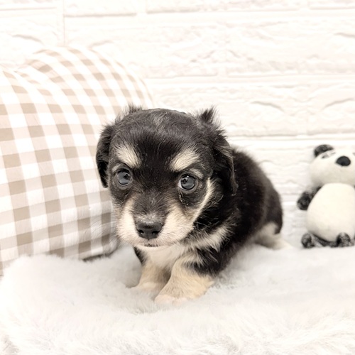 愛知県のチワックス(チワワ×ダックス) (犬の家＆猫の里豊川インター店/2026年2月10日生まれ/男の子/ブラックタンホワイト)の子犬の3枚目の画像