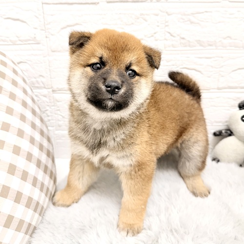 愛知県の柴犬(標準サイズ) (犬の家＆猫の里豊川インター店/2026年2月10日生まれ/男の子/赤)の子犬の3枚目の画像