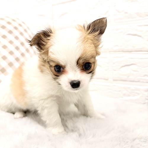 愛知県のチワワ(ロング) (犬の家＆猫の里豊川インター店/2026年2月9日生まれ/男の子/パーティーカラー)の子犬の3枚目の画像