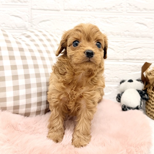 愛知県のチワプー/プーチー(チワワ×プードル) (犬の家＆猫の里豊川インター店/2026年2月10日生まれ/女の子/アプリコット)の子犬の3枚目の画像