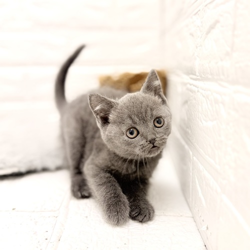 愛知県のブリティッシュショートヘアー (犬の家＆猫の里豊川インター店/2026年2月8日生まれ/男の子/ブルー)の子猫の3枚目の画像