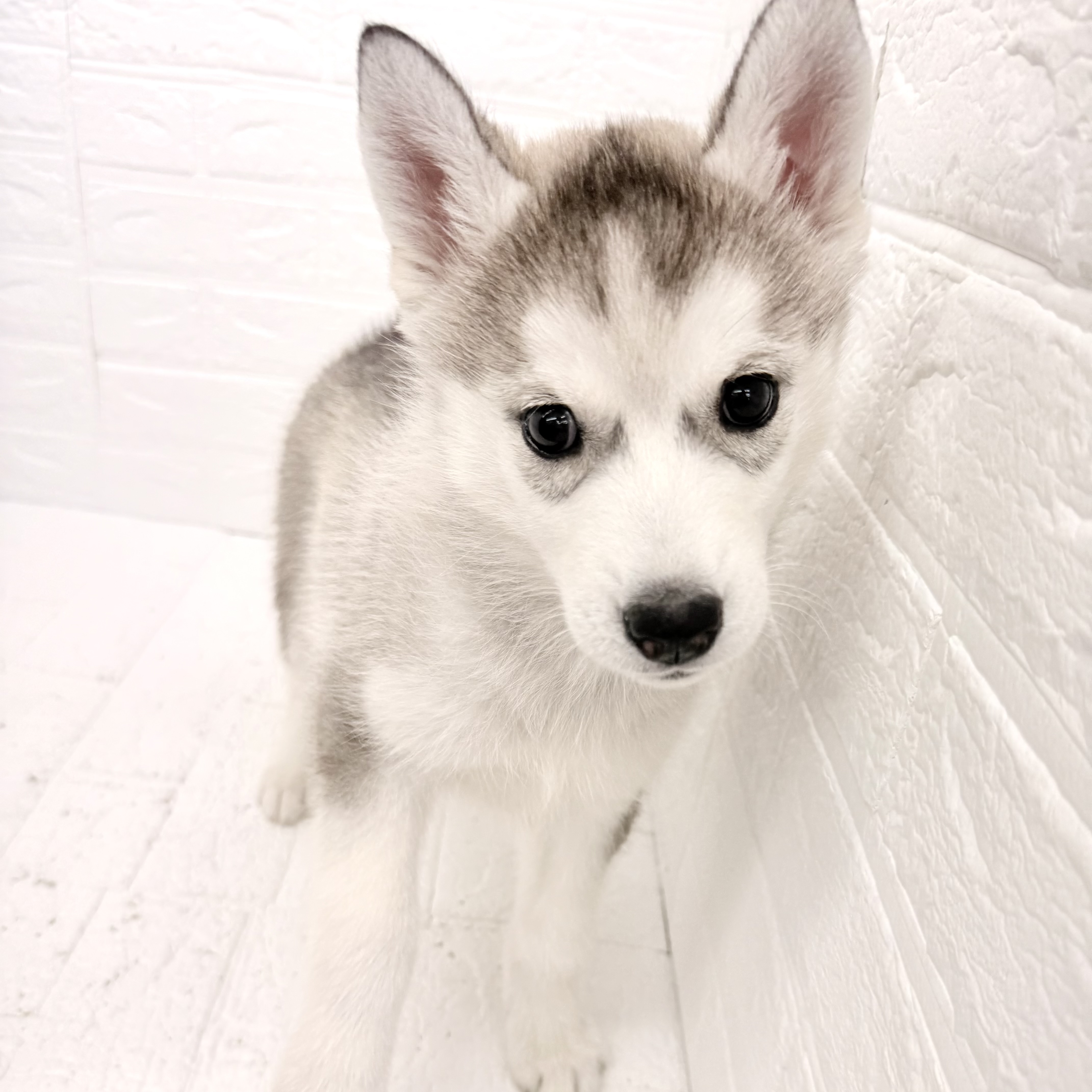 愛知県のシベリアンハスキー (犬の家＆猫の里豊川インター店/2026年2月16日生まれ/女の子/シルバーホワイト)の子犬の3枚目の画像