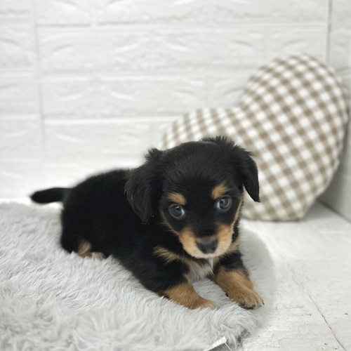 愛知県のチワックス(チワワ×ダックス) (犬の家＆猫の里豊川インター店/2026年2月23日生まれ/男の子/ブラックタン)の子犬の3枚目の画像