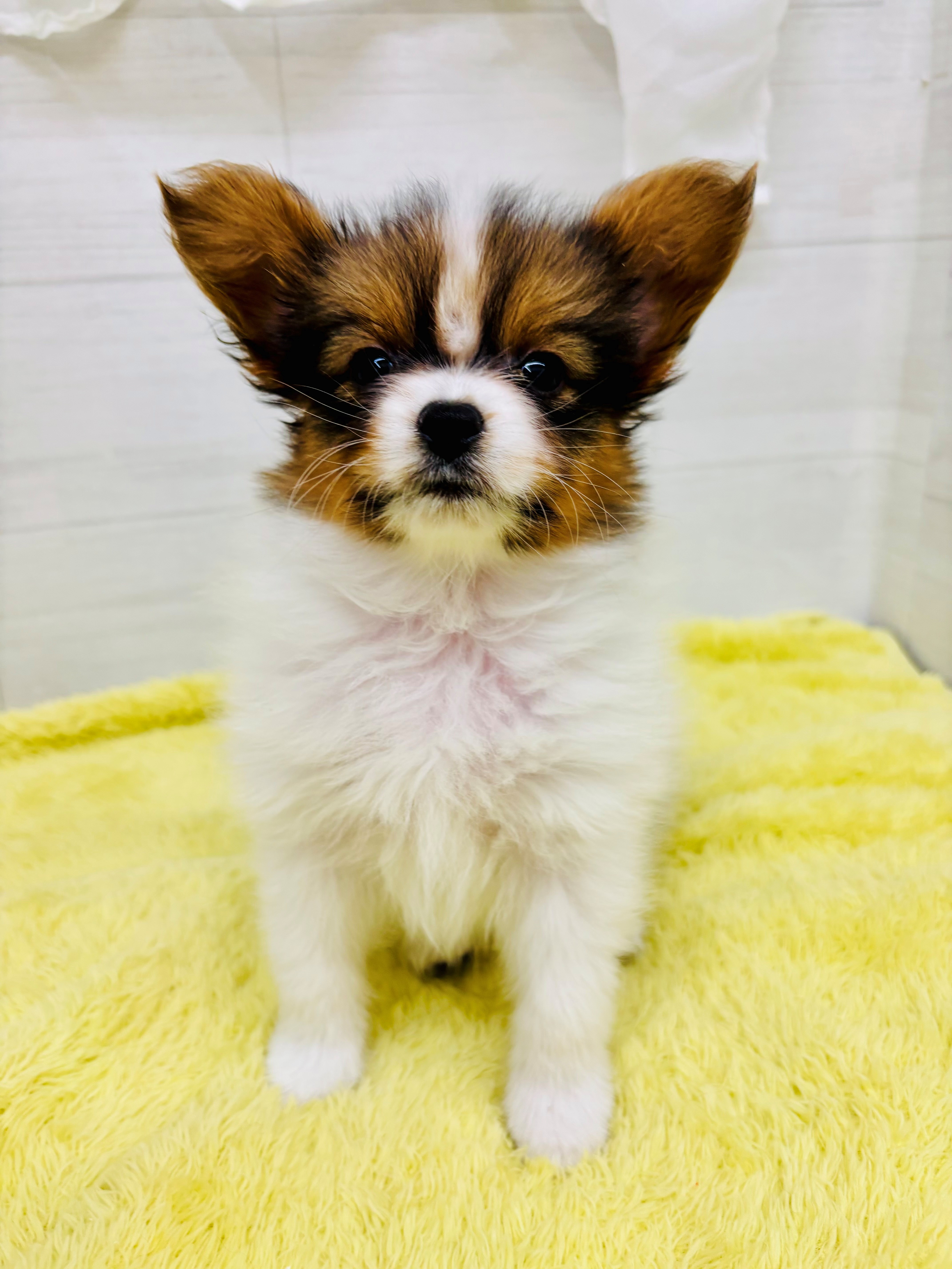愛知県のパピヨン (犬の家＆猫の里碧南店/2026年2月23日生まれ/男の子/ホワイトブラウン)の子犬の1枚目の画像