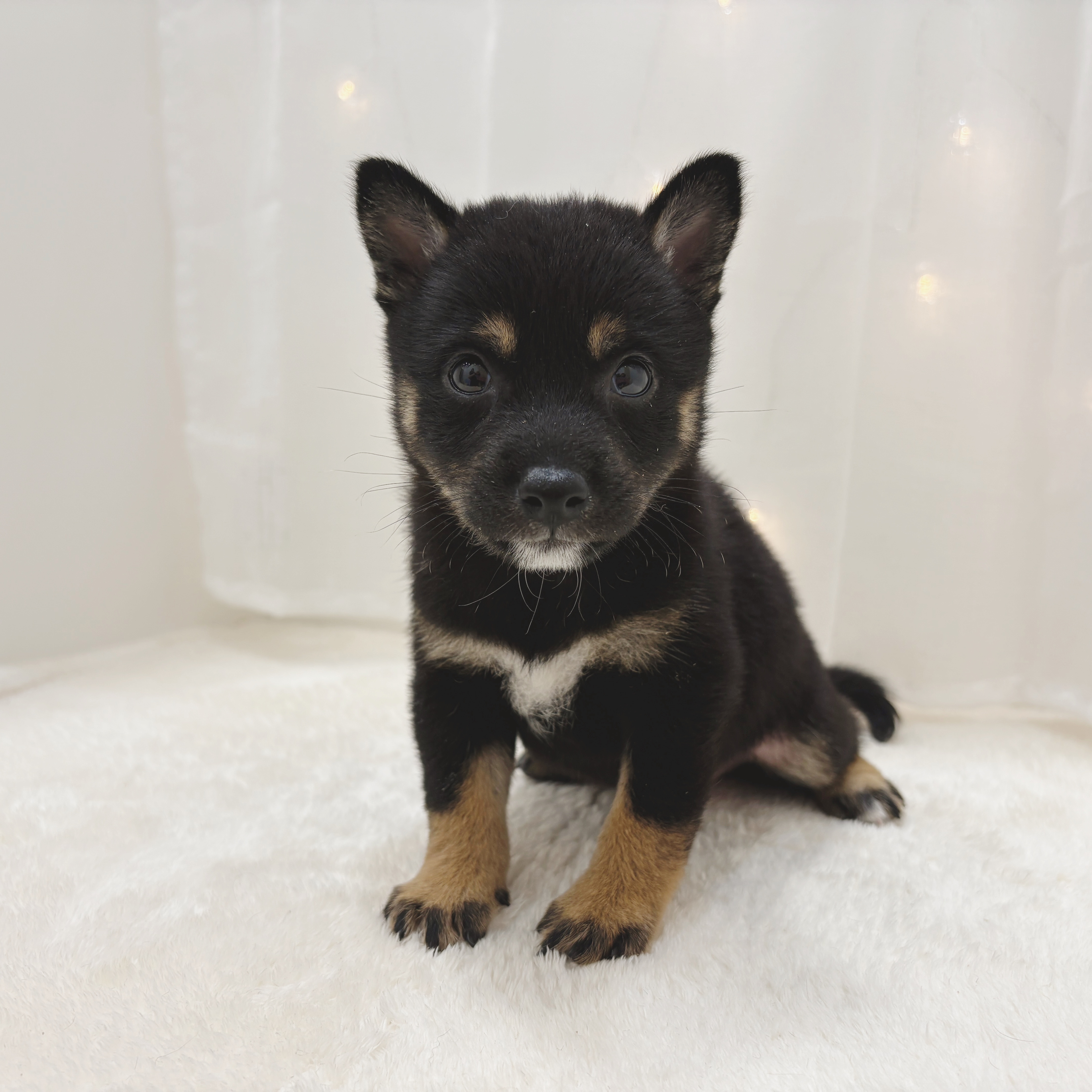 千葉県の豆柴 (犬の家＆猫の里BIGHOPガーデンモール印西店/2025年7月1日生まれ/女の子/黒)の子犬の3枚目の画像