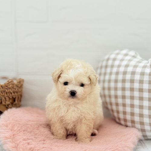 愛知県のポメプー(ポメラニアン×プードル) (犬の家＆猫の里豊川インター店/2025年5月12日生まれ/女の子/クリーム)の子犬の3枚目の画像