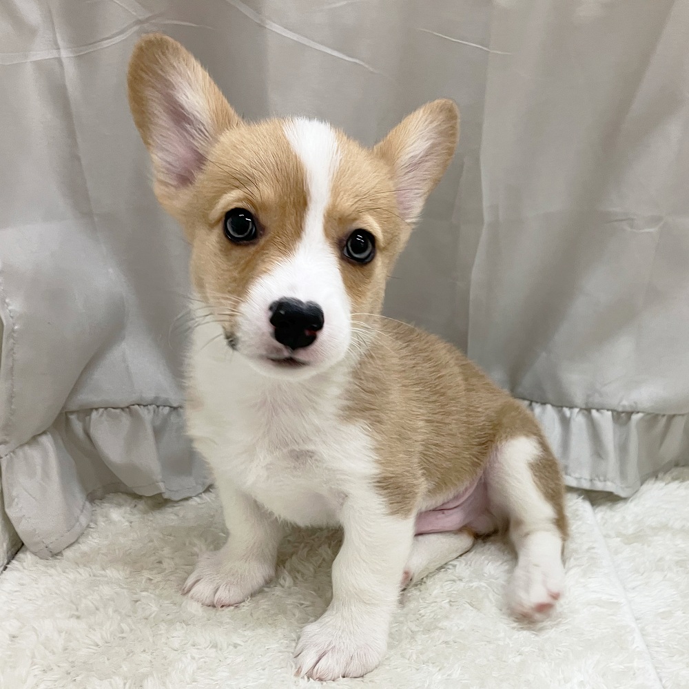 Boss レッド＆ホワイトの男の子 #コーギー犬 #ガッチリ体型 #オス犬