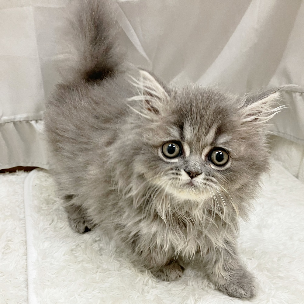 ペルシャ(ブルー(青)系)の子猫を価格や特徴で探す|ペット