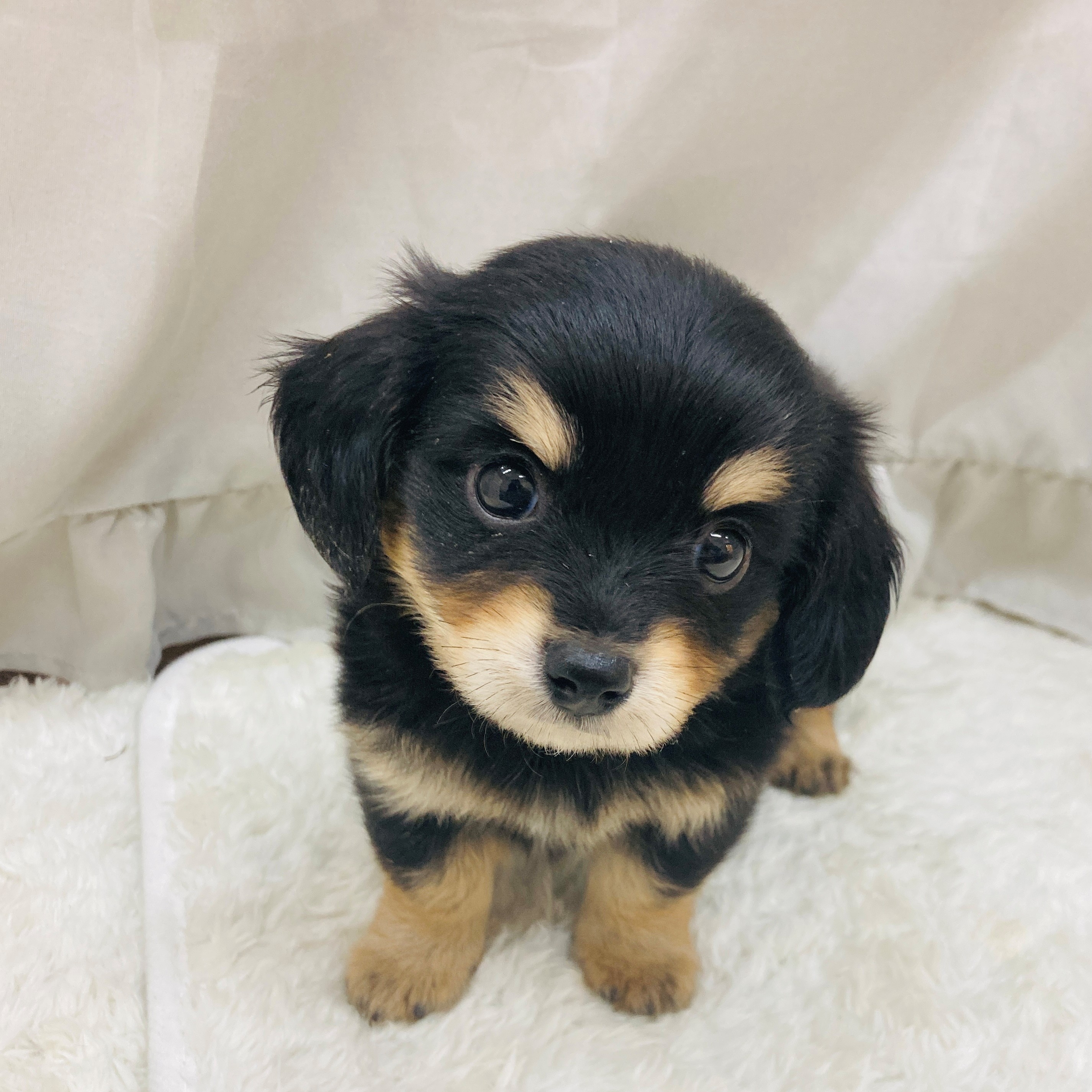 愛知県のチワックス(チワワ×ダックス) (犬の家＆猫の里アミーゴ神の倉店/2025年4月14日生まれ/男の子/ブラックタン)の子犬