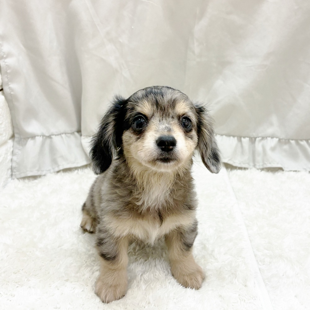 愛知県のチワックス(チワワ×ダックス) (犬の家＆猫の里アミーゴ神の倉店/2025年5月13日生まれ/男の子/シルバーダップル)の子犬の1枚目の画像