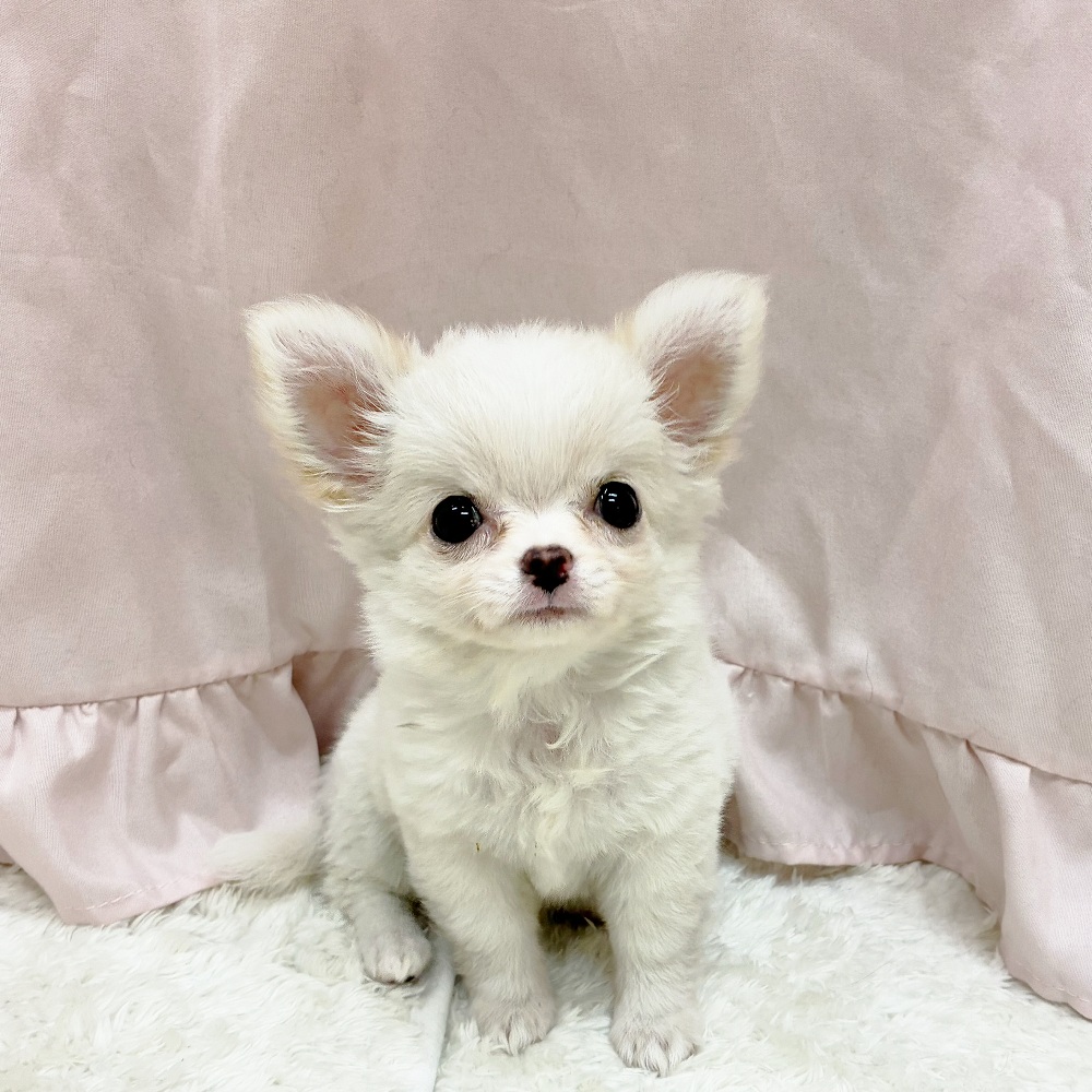 愛知県のチワワ(ロング) (犬の家＆猫の里アミーゴ神の倉店/2025年5月19日生まれ/女の子/クリームホワイト)の子犬