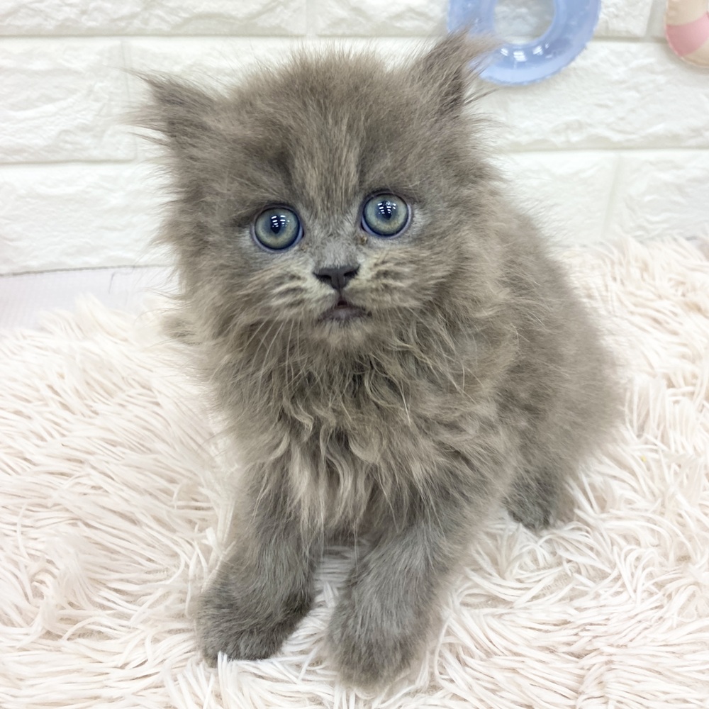 愛知県のミヌエット (犬の家＆猫の里MEGAドン・キホーテ東海名和店/2025年5月17日生まれ/男の子/ブルー)の子猫の3枚目の画像