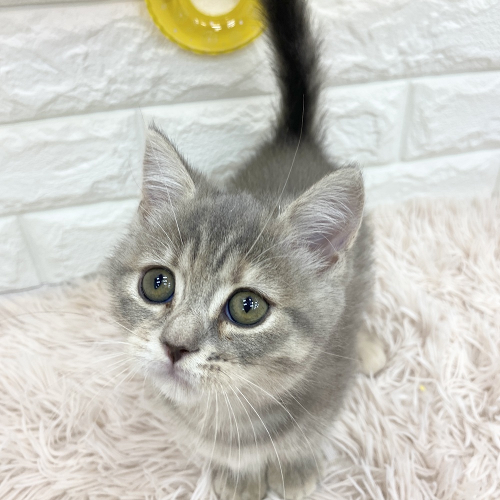 愛知県のスコティッシュフォールド (犬の家＆猫の里MEGAドン・キホーテ東海名和店/2025年5月19日生まれ/女の子/ブルーパッチドタビー)の子猫の1枚目の画像
