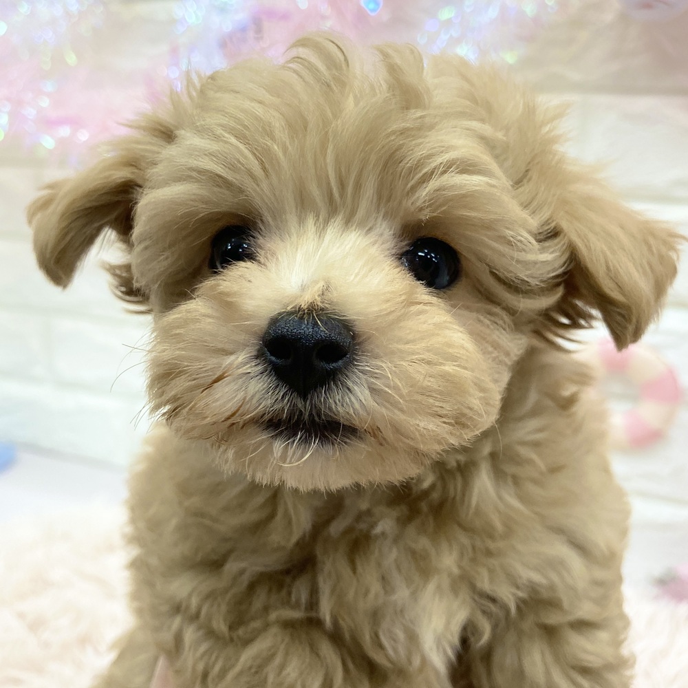 愛知県のマルプー(マルチーズ×プードル) (犬の家＆猫の里MEGAドン・キホーテ東海名和店/2025年5月22日生まれ/男の子/アプリコット)の子犬の3枚目の画像