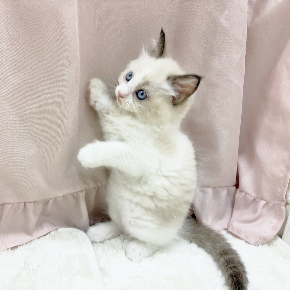 愛知県のラグドール (犬の家＆猫の里アミーゴ神の倉店/2025年6月11日生まれ/女の子/シールポイントバイカラー)の子猫の3枚目の画像