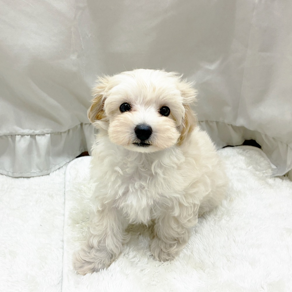 愛知県のマルプー(マルチーズ×プードル) (犬の家＆猫の里アミーゴ神の倉店/2025年6月19日生まれ/男の子/クリーム)の子犬の3枚目の画像