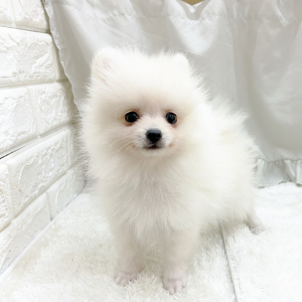 愛知県のポメラニアン (犬の家＆猫の里アミーゴ神の倉店/2025年6月12日生まれ/男の子/ホワイト)の子犬の1枚目の画像