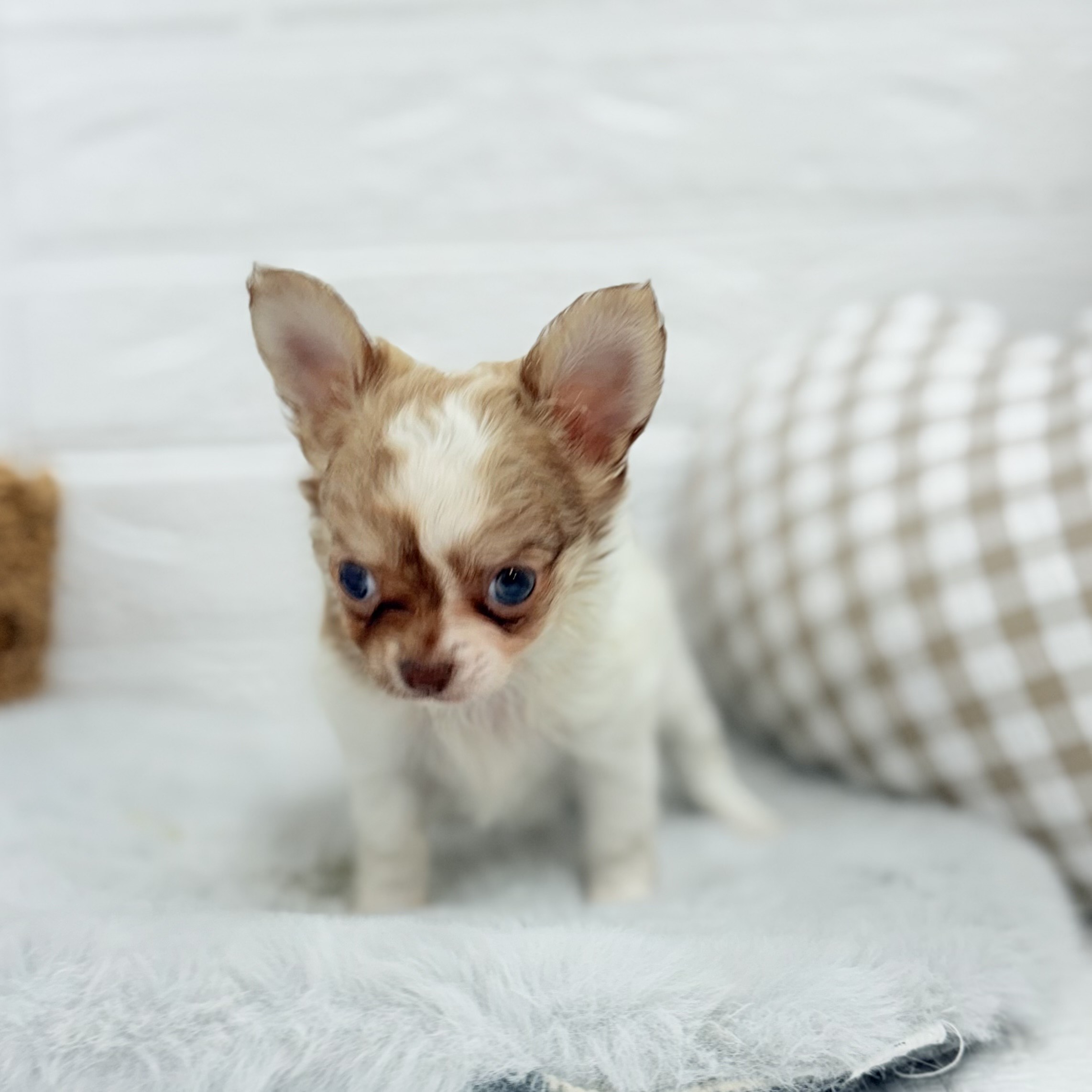愛知県のチワワ(ロング) (犬の家＆猫の里豊川インター店/2025年6月24日生まれ/男の子/フォーンホワイト)の子犬の3枚目の画像