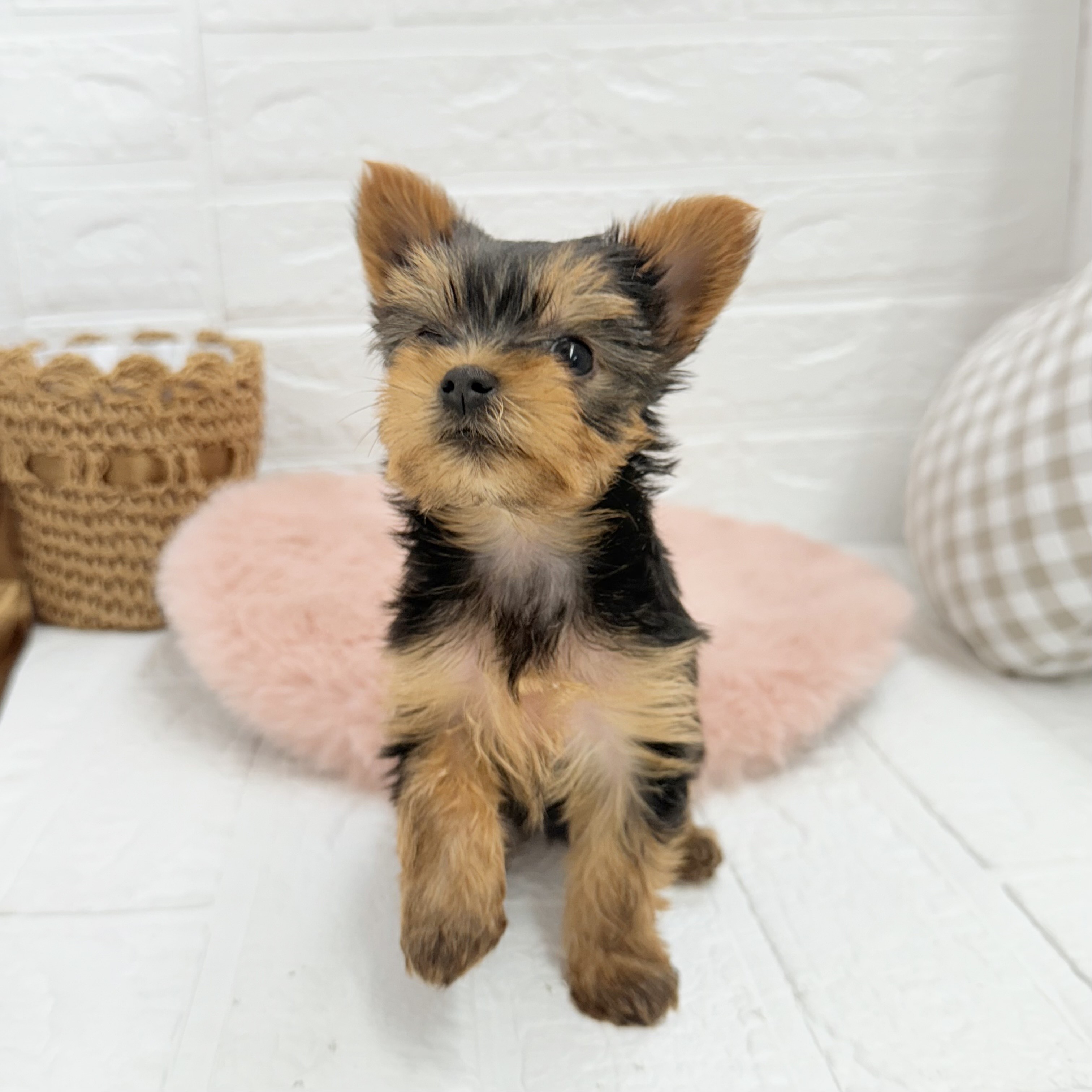 愛知県のヨークシャーテリア (犬の家＆猫の里豊川インター店/2025年6月22日生まれ/女の子/スチールブルータン)の子犬の3枚目の画像
