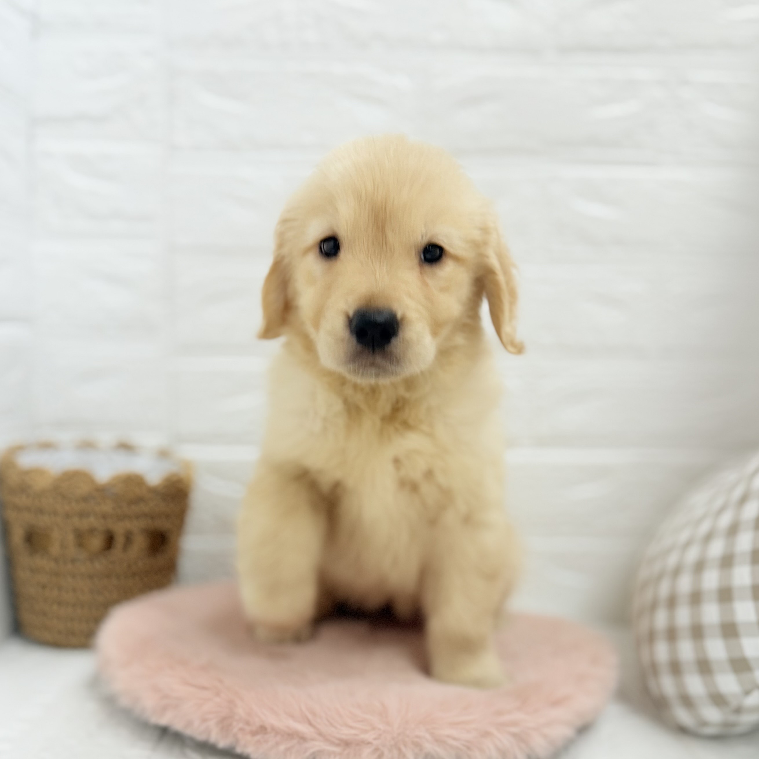 愛知県のゴールデンレトリバー (犬の家＆猫の里豊川インター店/2025年6月23日生まれ/女の子/ゴールデン)の子犬の3枚目の画像