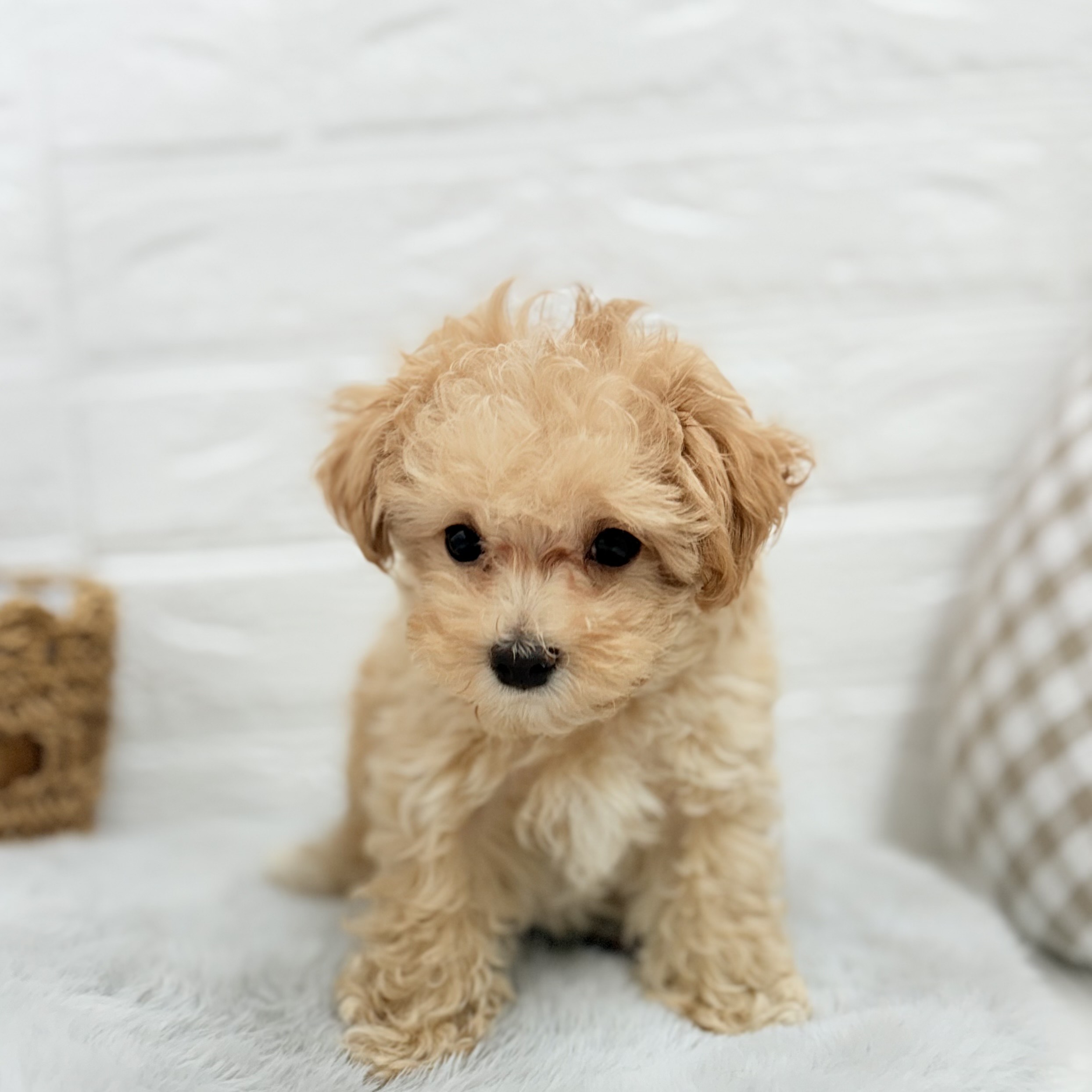 愛知県のマルプー(マルチーズ×プードル) (犬の家＆猫の里豊川インター店/2025年6月24日生まれ/男の子/アプリコットホワイト)の子犬の3枚目の画像