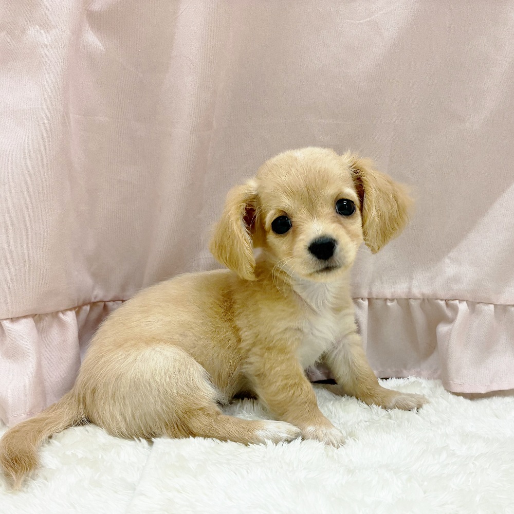 愛知県のチワックス(チワワ×ダックス) (犬の家＆猫の里アミーゴ神の倉店/2025年6月25日生まれ/女の子/イエロー)の子犬の3枚目の画像